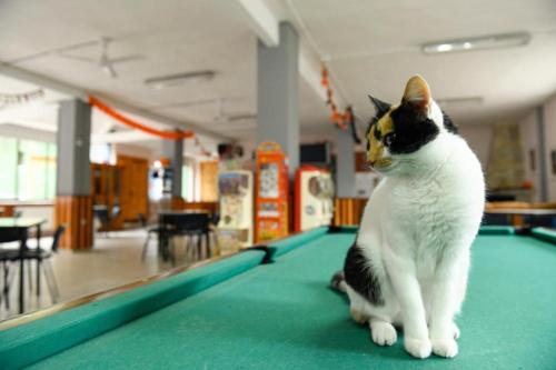 Imagen general del Cabañas Valle del Cabriel. Foto 14