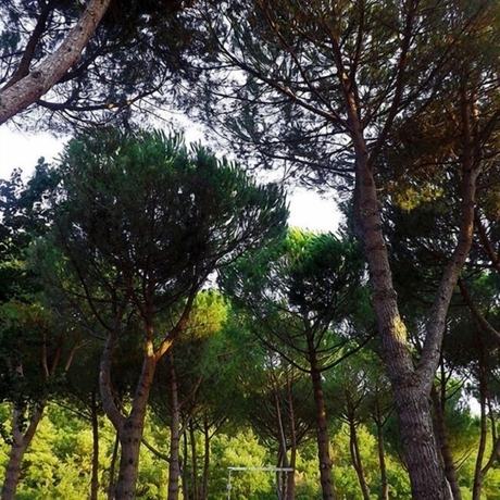 Imagen de los exteriores del Camping Amalasunta. Foto 16