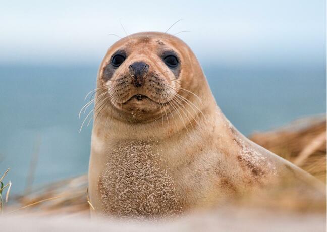 Imagen general del Camping Hotel Renesse. Foto 6