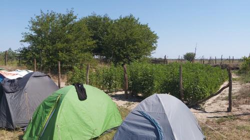 Imagen de la habitación del Camping Letea Himalaya. Foto 20