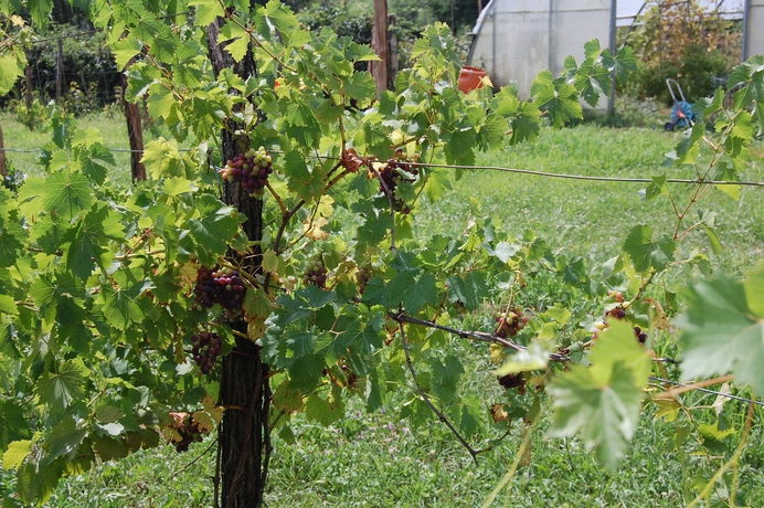 Imagen de los exteriores del Campo Di Cielo. Foto 11