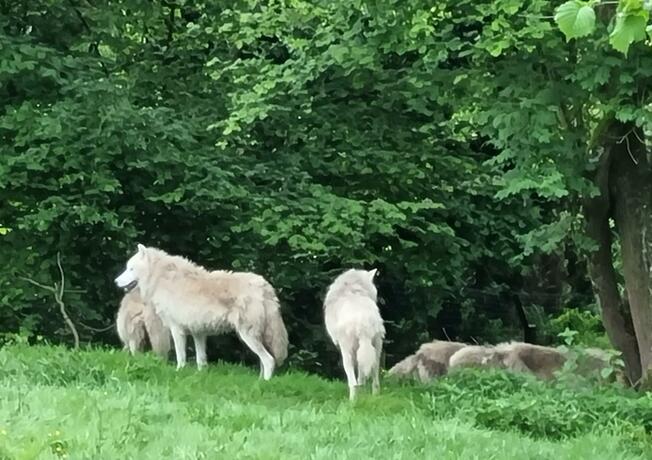 Imagen general del Cerza Safari Lodge. Foto 19