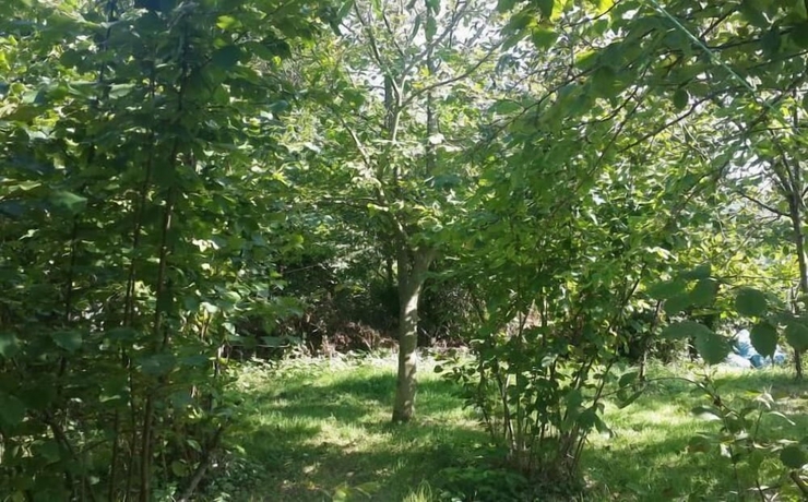 Imagen de la habitación del Cesmi Cakraz - Glamping. Foto 13