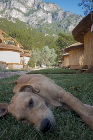Imagen de los exteriores del Chakra Beach Kabak. Foto 15
