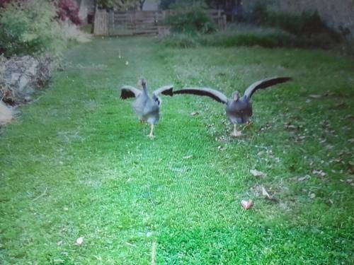 Imagen general del Chambre d\'Hote la Miloute. Foto 4