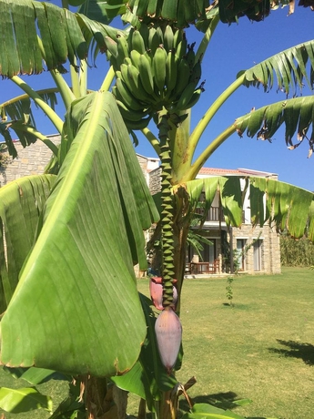 Imagen de los exteriores del Datca Doris Butik Otel - Special Class. Foto 11