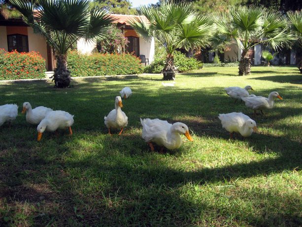 Imagen de la habitación del Denizati Holiday Village. Foto 7