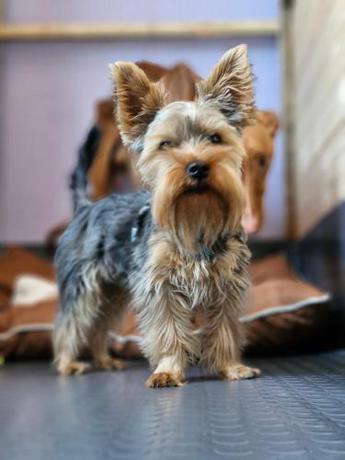 Imagen general del Dog Hotel Sunny Beach. Foto 1