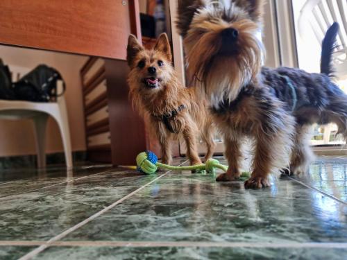 Imagen general del Dog Hotel Sunny Beach. Foto 3