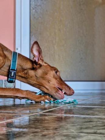 Imagen general del Dog Hotel Sunny Beach. Foto 4