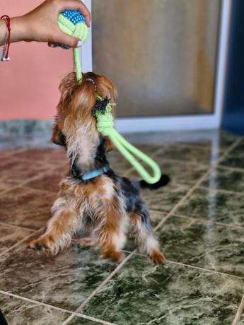 Imagen general del Dog Hotel Sunny Beach. Foto 5
