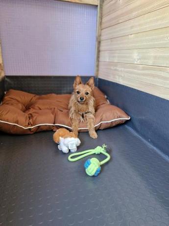 Imagen general del Dog Hotel Sunny Beach. Foto 6