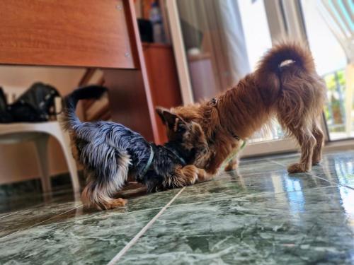 Imagen general del Dog Hotel Sunny Beach. Foto 7