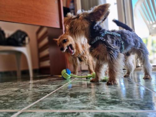 Imagen general del Dog Hotel Sunny Beach. Foto 9