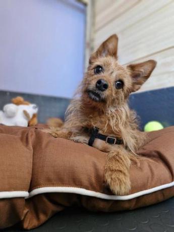 Imagen general del Dog Hotel Sunny Beach. Foto 10