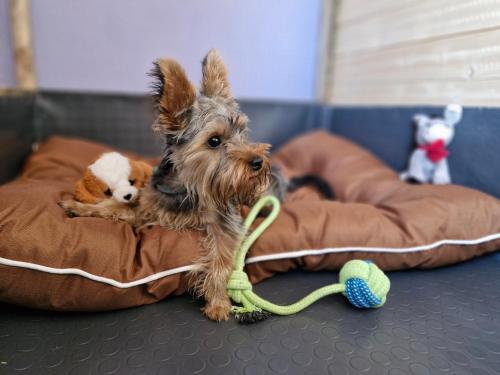 Imagen general del Dog Hotel Sunny Beach. Foto 12