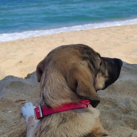 Imagen general del Dog Hotel Sunny Beach. Foto 13