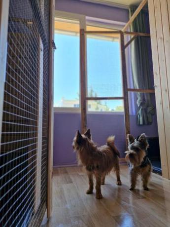 Imagen general del Dog Hotel Sunny Beach. Foto 16