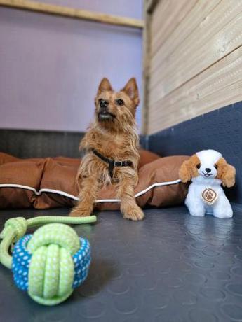 Imagen general del Dog Hotel Sunny Beach. Foto 18