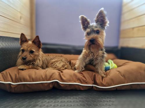 Imagen general del Dog Hotel Sunny Beach. Foto 19