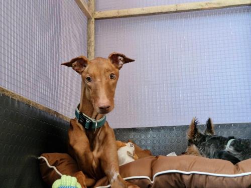 Imagen general del Dog Hotel Sunny Beach. Foto 20