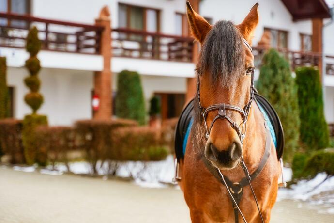 Imagen general del Domeniul Dracula Daneș. Foto 56