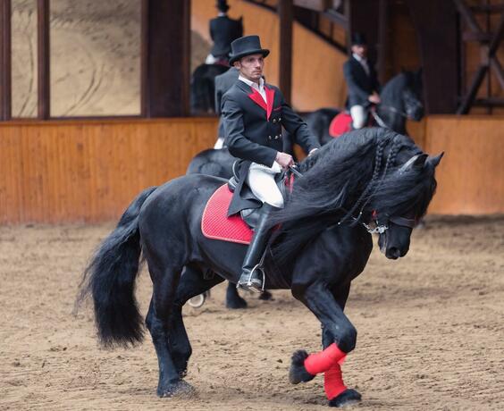 Imagen general del Domeniul Dracula Daneș. Foto 57