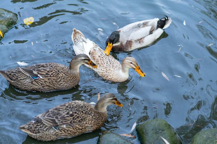 Imagen general del Domeniul Dracula Daneș. Foto 58