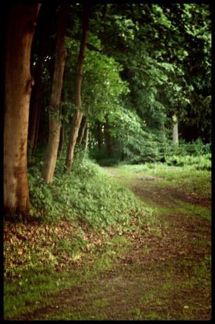 Imagen general del Dworek Osiecki. Foto 3