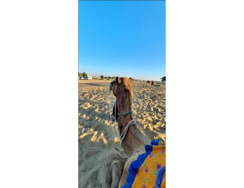 Imagen general del Dynamic Desert Camp, Kanoi, Jaisalmer. Foto 12