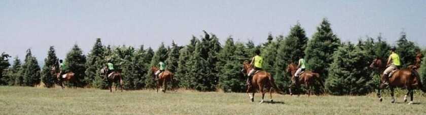 Imagen general del ERKANLI COUNTRY Resort , Spa and Riding Club - Special Class. Foto 11