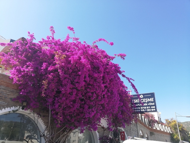 Imagen general del Eski Cesme Apart Butik Otel. Foto 3
