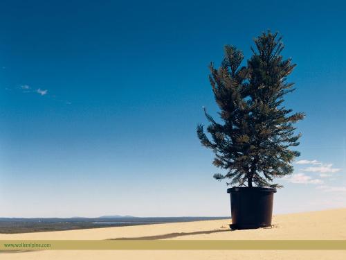 Imagen general del Fairy Lake Resort & Spa. Foto 7