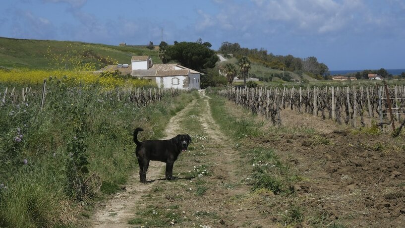 Imagen general del Fattoria Manostalla. Foto 8