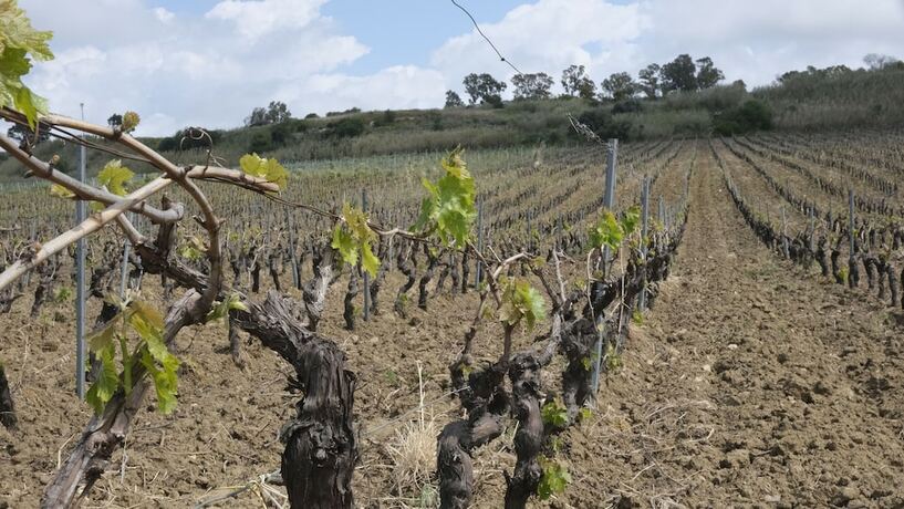 Imagen general del Fattoria Manostalla. Foto 9