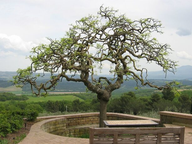Imagen general del Fattoria Nuova Pievanella. Foto 10