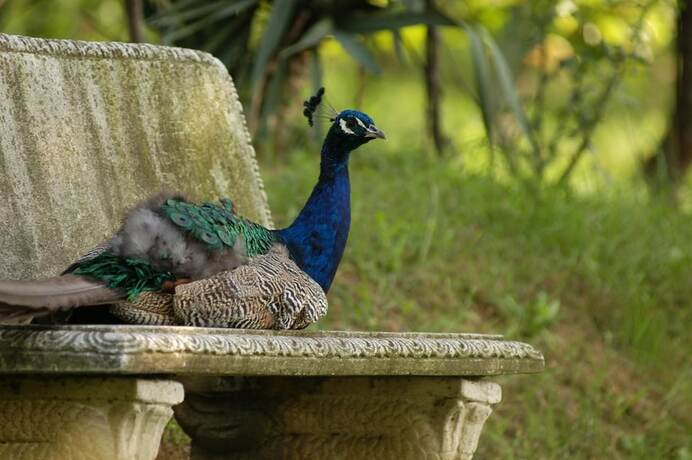 Imagen general del Fattoria Paradiso. Foto 2