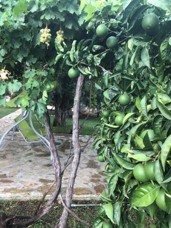 Imagen general del Ferah Hotel. Foto 6