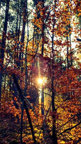 Imagen general del Feriendorf Gro&szlig; V&auml;ter See. Foto 14