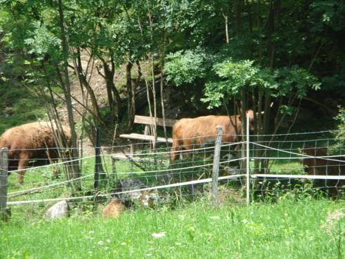 Imagen de la habitación del Ferienhaus H&ouml;llbacher. Foto 5