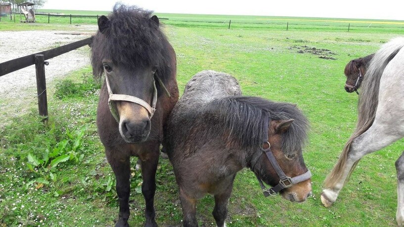 Imagen general del Ferienhof Schild. Foto 14