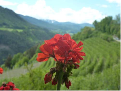 Imagen de la habitación del Ferienpension Zumm&uuml;llerhof. Foto 6