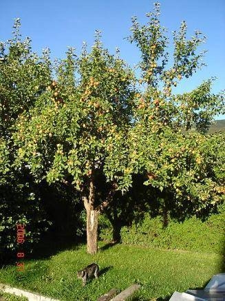 Imagen general del Ferienwohnungen Obex. Foto 5