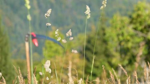 Imagen general del Fr&uuml;hst&uuml;ckspension T&uuml;rtscher. Foto 37