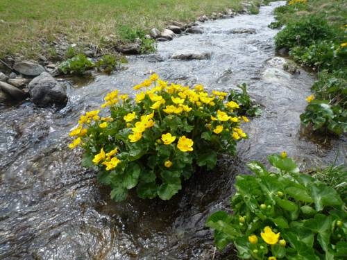 Imagen general del Fr&uuml;hst&uuml;ckspension T&uuml;rtscher. Foto 43