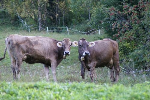 Imagen general del Fr&uuml;hst&uuml;ckspension T&uuml;rtscher. Foto 45