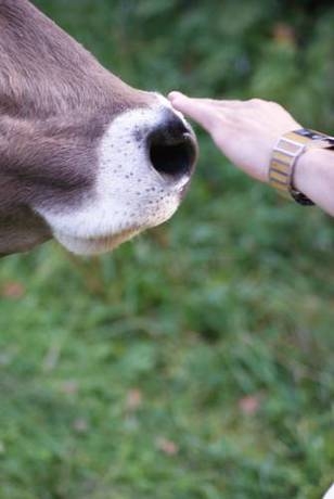 Imagen general del Fr&uuml;hst&uuml;ckspension T&uuml;rtscher. Foto 46