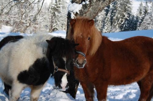 Imagen general del Göttfriedbauer. Foto 5