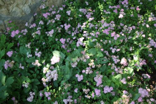 Imagen general del Guesthouse Briz. Foto 3