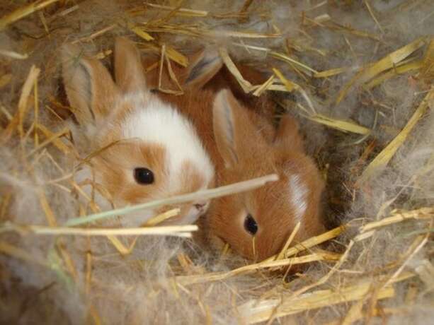 Imagen general del Gutspark Seeblick. Foto 2